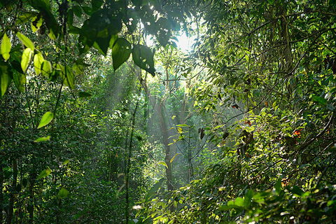 Parco Nazionale del Corcovado: Tour guidato a piedi - Giorno intero