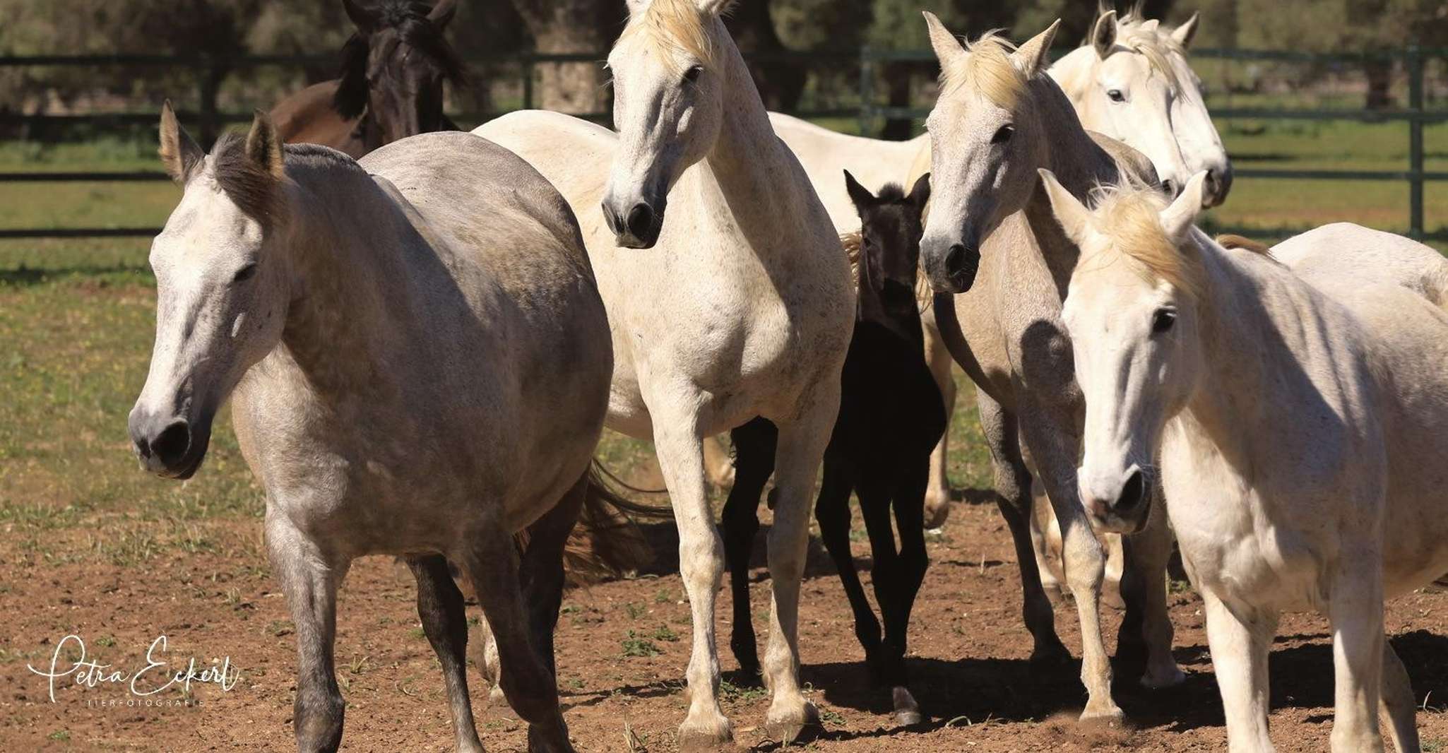 Cadiz: Andalusian Horses and Bulls Country Show photo 7