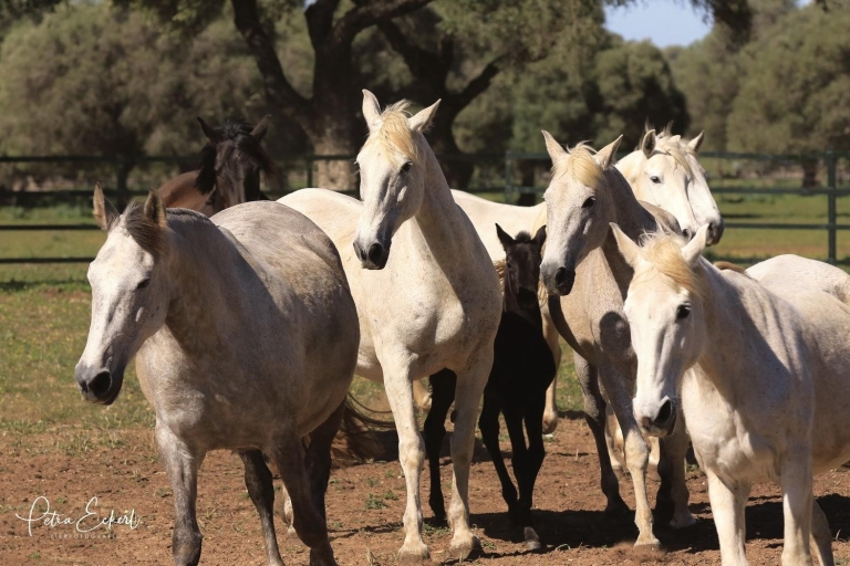 Cádiz: Andalusische paarden en stieren landshowCadiz: countryshow Andalusische paarden en stieren