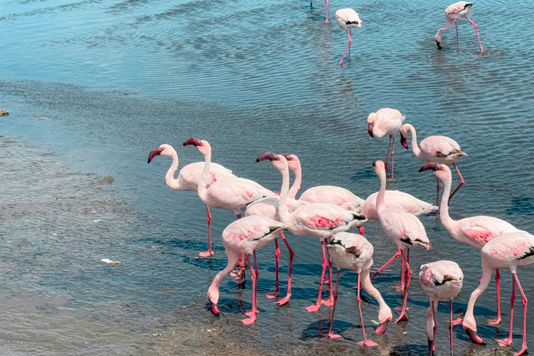 Walvis Bay: Sandwich Harbour Self-Drive 4x4 Tour