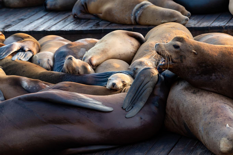 Orange County to San Diego: Guided Day Trip