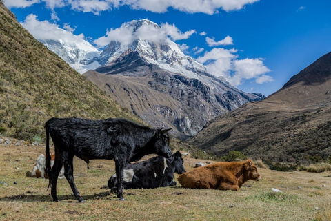 Huaraz: Heldag Lagun 69 + Lagun Llanganuco