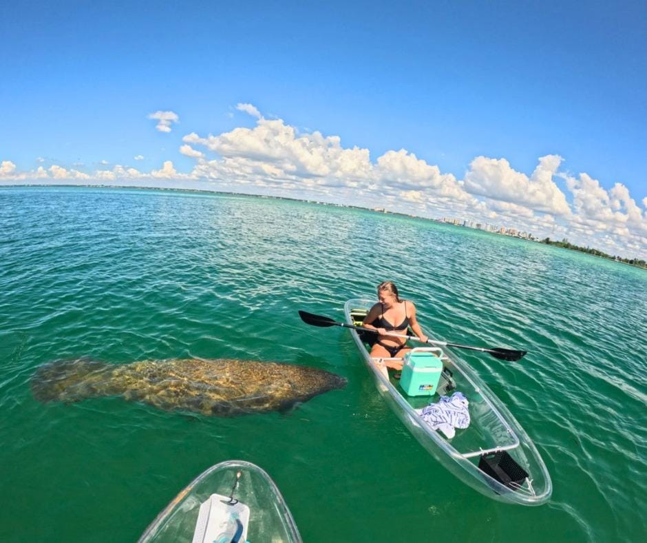 Sarasota: Mangroventunnel- und Strandhopping-Tour mit transparentem Kajak
