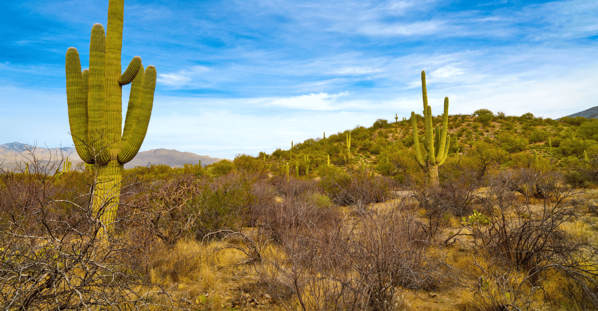 Visite audio du parc national Saguaro - Hizvo