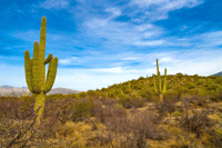 Parque Nacional de Saguaro Visita de audio autoguiada - Hizvo