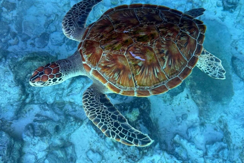 Zanzibar: las Jozani i jaskinia Salaam z odbiorem z hoteluWYCIECZKA PRYWATNA: z odbiorem z hotelu ze WSZYSTKICH HOTELI na Zanzibarze