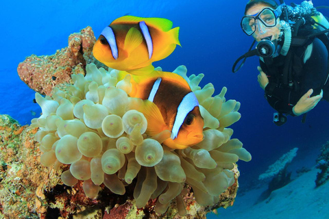 Hurghada: Scuba Diving for Certified Divers & Beginners Boat trip for the Certified Divers with Lunch & Transfer