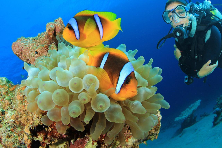 Hurghada: Scuba Diving for Certified Divers & Beginners Boat trip for the Certified Divers with Lunch & Transfer