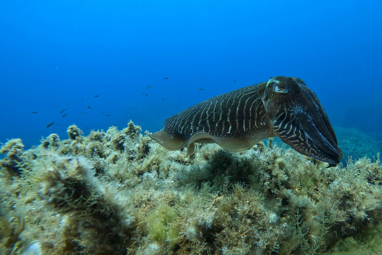 Gozo: Discover Scuba Diving Experience for Beginners