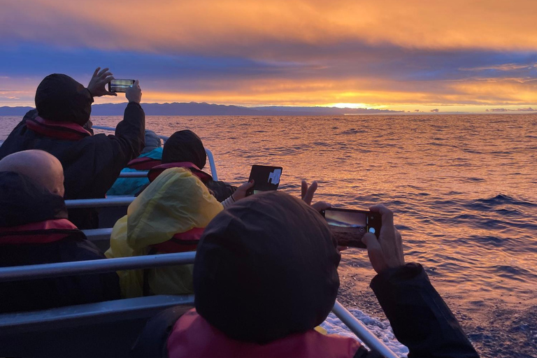 Île de Faial : Tour en bateau unique au volcan Capelinhos