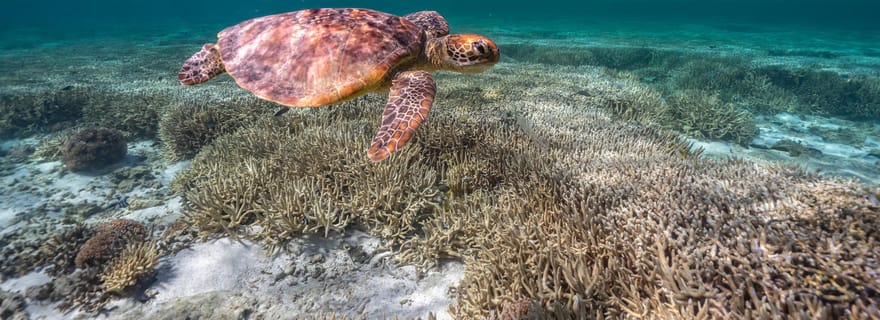 Mooloolaba : plongée en apnée et baignade avec les tortues sur l'île de Mudjimba