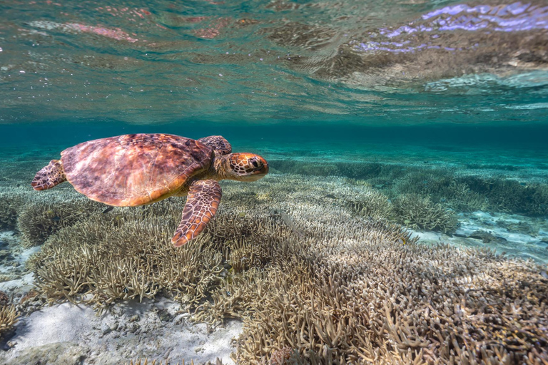 Mooloolaba: Turtle Snorkel & Swim at Mudjimba Island From Mooloolaba: Swimming with Turtles at Mudjimba Island