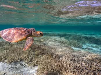 Mooloolaba: Snorkling och simning med sköldpaddor på Mudjimba Island