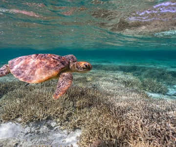 Mooloolaba: Snorkeling e nuoto con le tartarughe a Mudjimba Island
