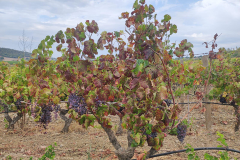 From Cagliari: Wine Cellar Tour with Tastings
