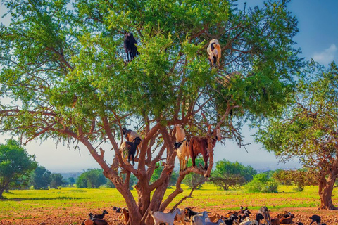 Agadir: Discover Argan Tree-Climbing Goats on a Morning Tour Pickup From Tamraght & Taghazout