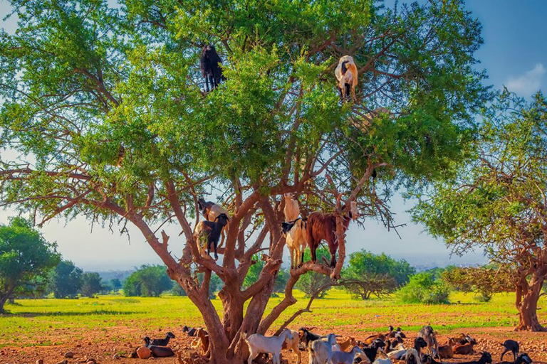Agadir: Discover Argan Tree-Climbing Goats on a Morning Tour Pickup From Tamraght & Taghazout