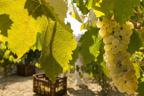 Half‑Day Private Olive Oil & Wine Experience in Zakynthos