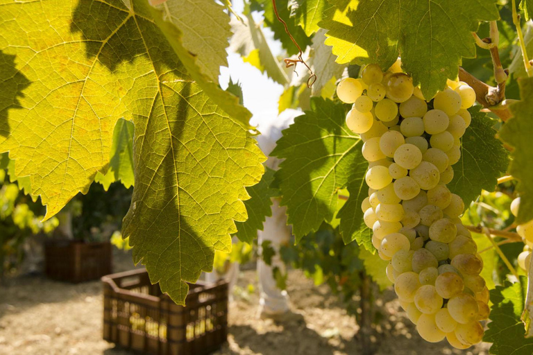 Half‑Day Private Olive Oil & Wine Experience in Zakynthos