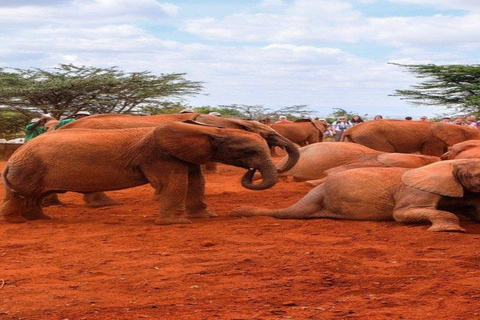 Nairobi National Park, Elephant orphanage & Giraffe Centre