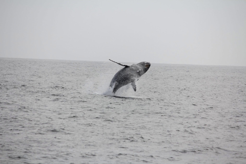 San Diego Bay: Year-round Whale Watching and Dolphin Tour