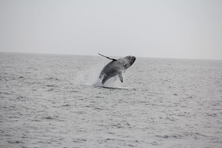 San Diego Bay: Year-round Whale Watching and Dolphin Tour