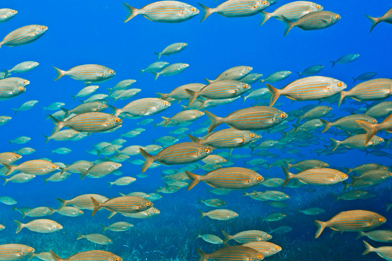 Mallorca: duiken zonder brevet met een duikinstructeur vanaf de boot - Cap de FormentorProbeer Scuba - Proefduiken