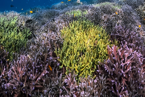 3 Islands Private Tour: Gili Nanggu, Gili Sudak & Gili Kedis