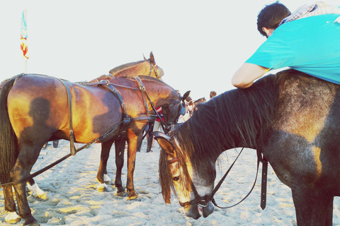 Saint John: Horseback Ride with Beach & Countryside Options 1-Hour Coastal Countryside Ride