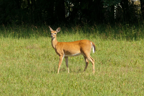 From Jaipur: Sariska National Park Day Tour with Jeep Safari