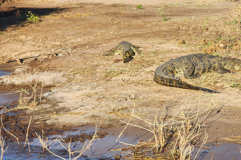 Chobe National Park Day Trip from Victoria Falls with Lunch
