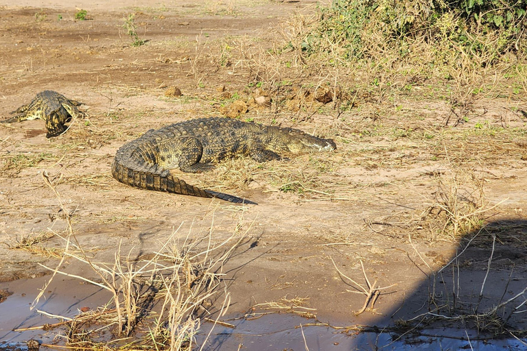 Chobe National Park Day Trip from Victoria Falls with Lunch