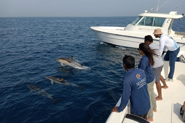 Abu Dhabi: Dolphin Boat Tour with Swim, Lunch, and Transfer