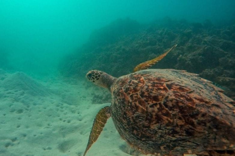 Mauricio: Visita en barco con fondo de cristal a BlueBay y snorkel