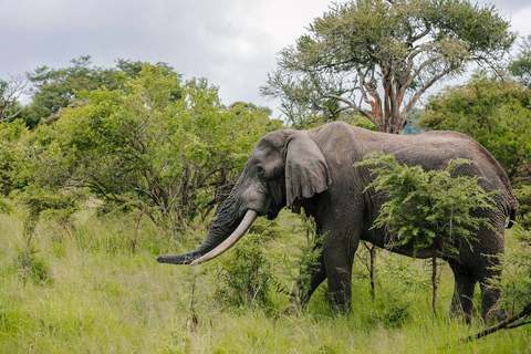 Rwanda: Safari w Parku Narodowym AkageraRwanda: safari, trekking z gorylami i szympansami