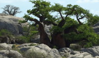 Maison de Baobab 5 nuits 6 jours - Housity
