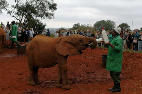 Parco nazionale di Nairobi, orfanotrofio degli elefanti e centro delle giraffe