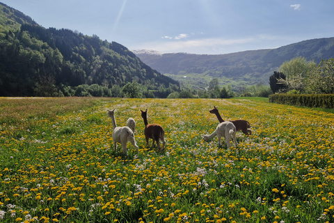 Vik: Hiking Tour With Farm Visit