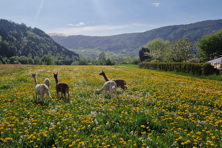 Vik: Wandertour mit Bauernhofbesuch