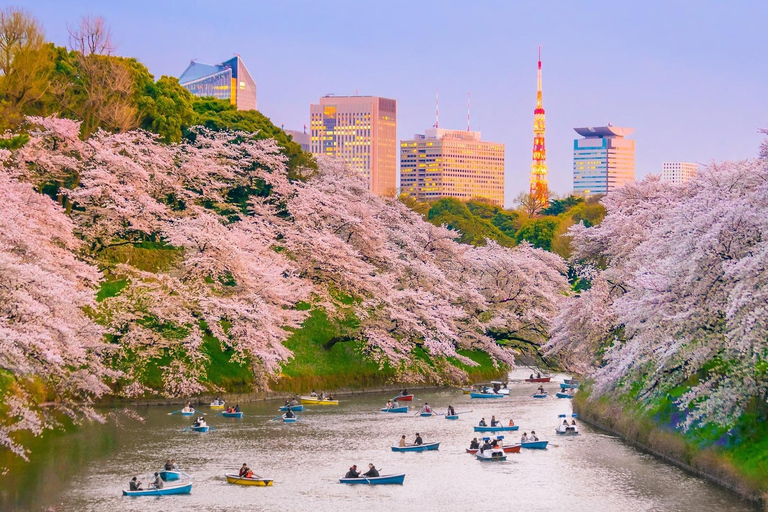 Cherry Blossom Seasonal Special: Classic Tokyo Day Tour Includes beef set meal