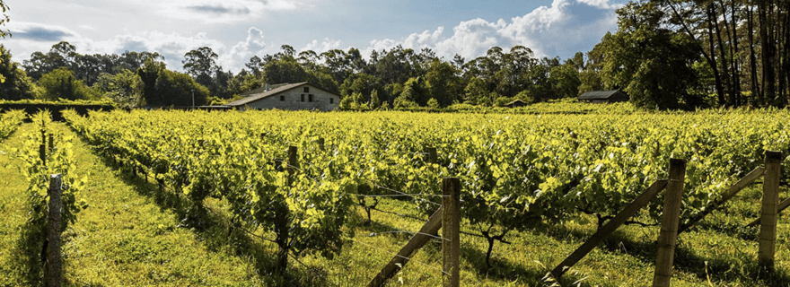 Galice : visite de la cave Bodega Corisca et dégustation de vin