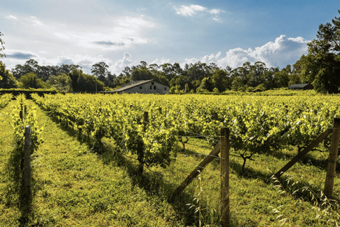 Galicia: Bodega Corisca Winery Tour and Wine Tasting