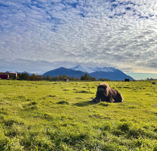 A partir d'Anchorage, promenade scénique et visite guidée de la ferme Musk Ox - Hizvo