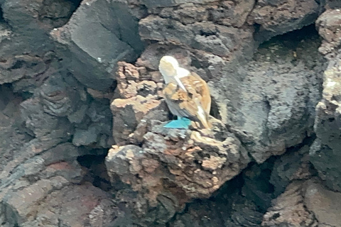 Galapagos Discovery Dykning EN DAGS UPPLEVELSE