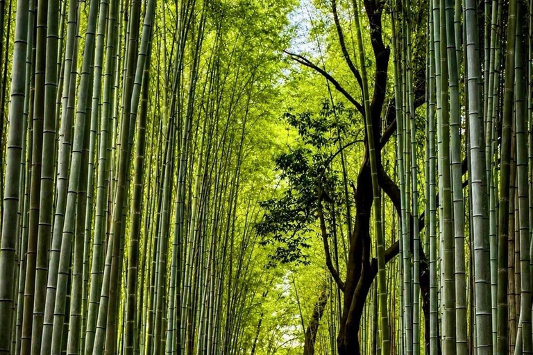 Kyoto & Osaka: Private Customizable Day Trip with Guide