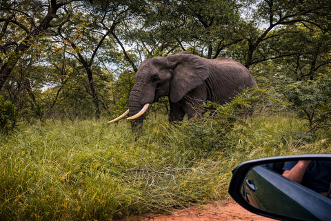 From North Durban: iSimangaliso Park Safari & Boat Cruise