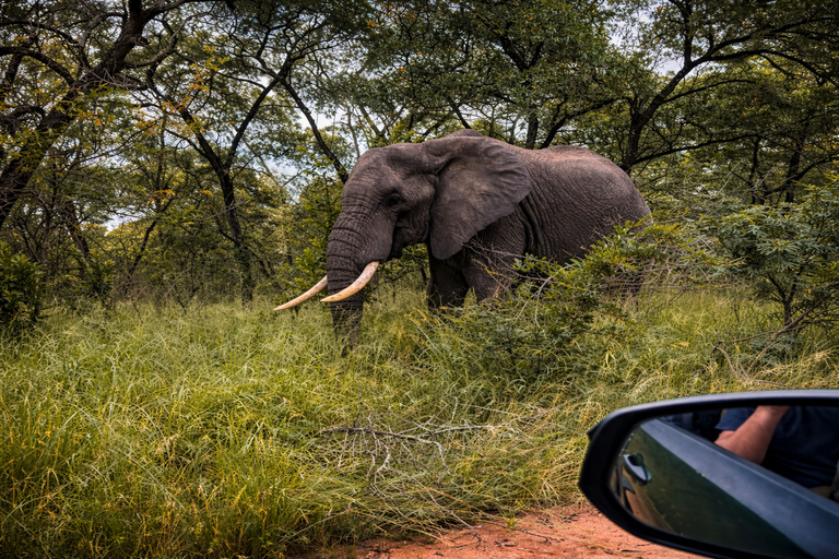 From North Durban: iSimangaliso Park Safari & Boat Cruise