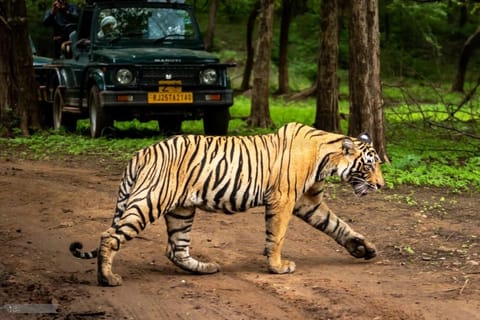 Ranthambore National Park: Jeep or Canter Safari