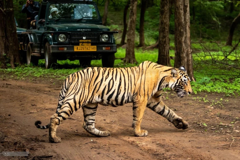 Ranthambore National Park: Jeep- eller Canter-safari