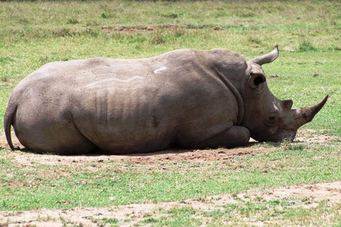 Nairobi:1 Day Ol Pejeta Excursion with guide and transfer